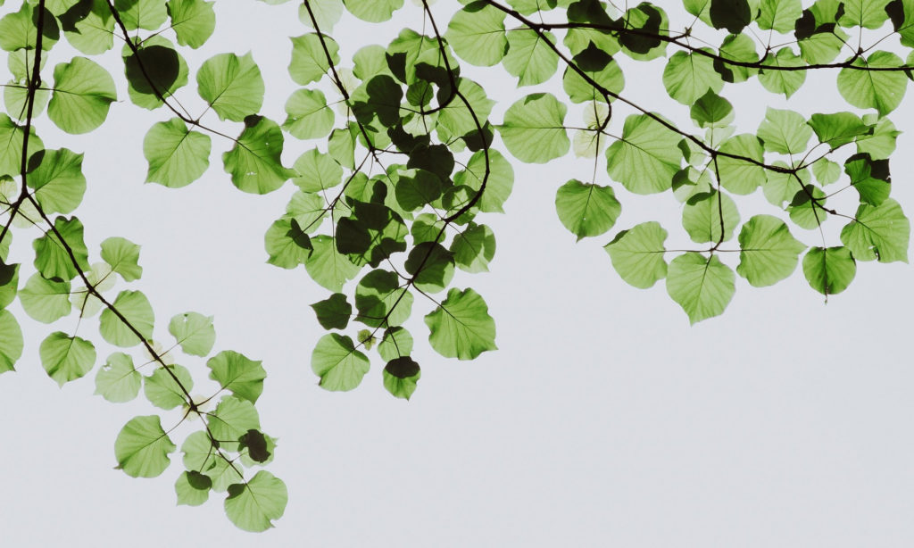 都市傳說：竹荀，好毒？ – 長春藤中醫館